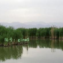 Ȼ