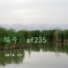 Ȼ