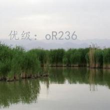 ĩ
