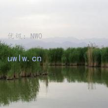ת